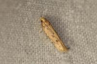 Sitotroga cerealella