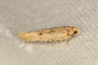 Sitotroga cerealella