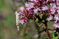 Pleurota aristella