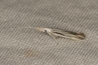 Coleophora strigosella