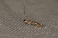 Acrocercops brongniardella