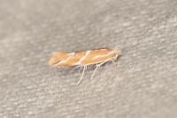Phyllonorycter millierella