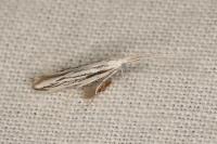 Coleophora strigosella