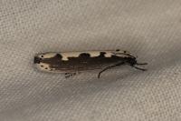 Ethmia bipunctella