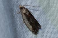 Epinotia ramella