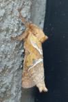 Triodia sylvina