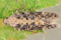 Scrobipalpa ocellatella