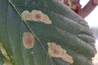 Cameraria ohridella
