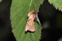 Triodia sylvina