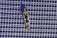 Ypsolopha sequella