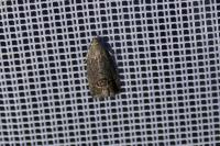 Cydia splendana