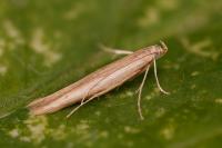 Batrachedra parvulipunctella