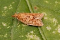 Clepsis coriacana
