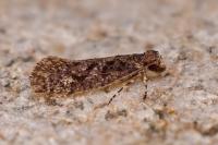 Rhodobates unicolor