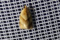 Clepsis rurinana