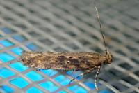 Scrobipalpa ocellatella