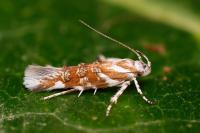 Eteobalea dohrnii