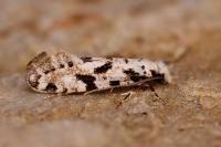 Nemapogon nevadellus