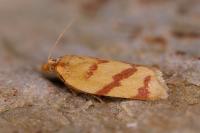 Clepsis pallidana