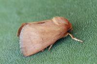 Hoyosia codeti