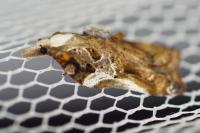 Acleris cristana