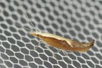 Ypsolopha dentella