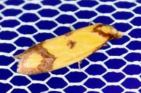 Agapeta zoegana