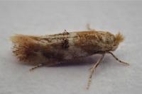 Bucculatrix ulmella