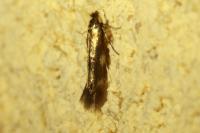 Bucculatrix nigricomella