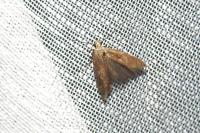 Scrobipalpa