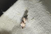 Cochylichroa atricapitana
