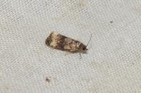 Endothenia