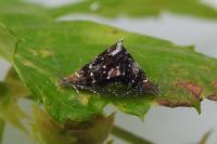 Prochoreutis myllerana