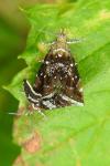 Prochoreutis myllerana