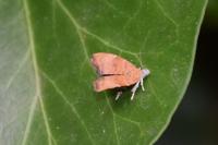 Choreutis nemorana