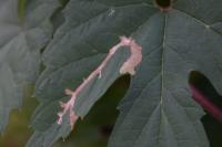 Cosmopterix zieglerella