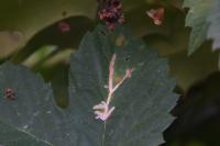 Cosmopterix zieglerella