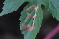 Cosmopterix zieglerella
