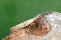 Coleophora salicorniae
