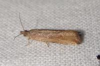 Bactra