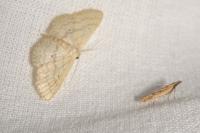 Dichomeris acuminata