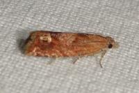 Eucosma rubescana/gradensis