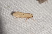 Myrmecozela ataxella
