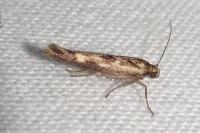 Scythris limbella
