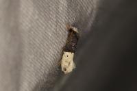 Trichophaga bipartitella