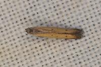 Mesophleps trinotella