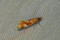 Epicallima formosella