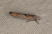 Zelleria oleastrella