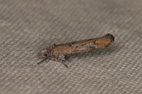 Zelleria oleastrella