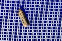 Mirificarma mulinella